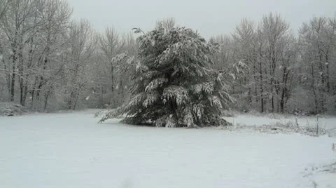 Pine Tree during Snowfall Stock Footage 22017711