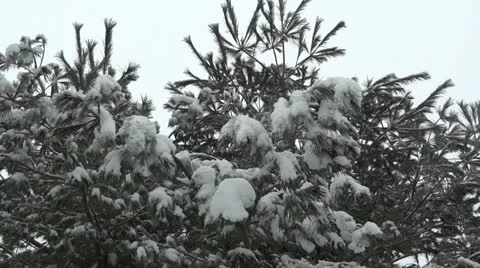 Pine Tree during Snowfall Vidéo 22226984