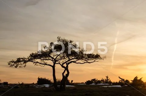 Pine tree at dusk Stock Photos