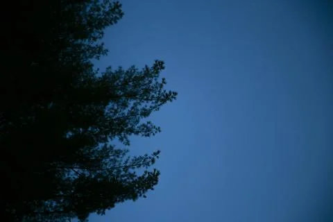 Pine tree at dusk Stock Photos