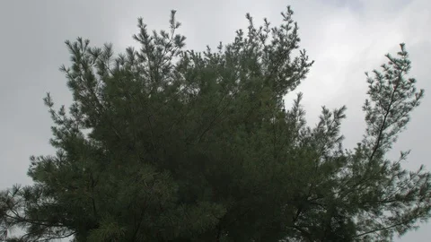 Pine tree dynamic grey sky 스톡 동영상 95037153