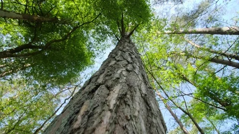 Pine tree in the early spring forest. The camera slowly moves down the trunk of Stock Footage 153307191