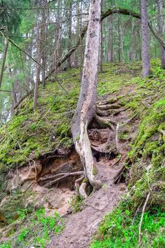 Pine tree on the edge of cliff slope, clinging to the ground with its roots. Stock Photos