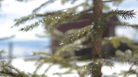Pine tree in end of the winter Stock Footage 86990469