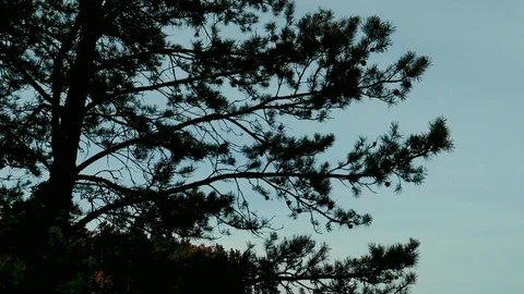 Pine tree in the evening Stock Footage 108608028