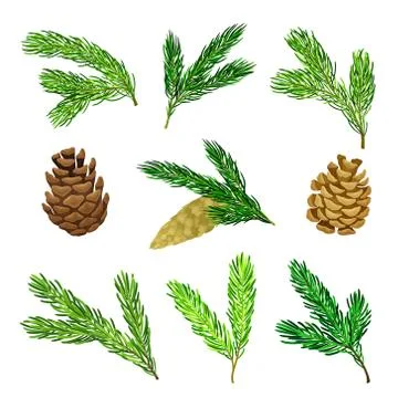 Pine Tree Evergreen Branches and Cones Vector Set Illustrazione stock