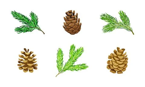 Pine Tree Evergreen Branches and Cones Vector Set Illustrazione stock