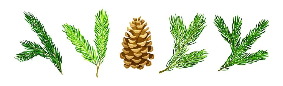 Pine Tree Evergreen Branches with Needles and Cone Vector Set イラスト素材