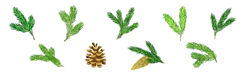 Pine Tree Evergreen Branches with Needles and Cone Vector Set Stock Illustration