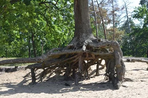 A pine tree with exposed roots in the air. The result of denudation of the .. Stock-Fotos