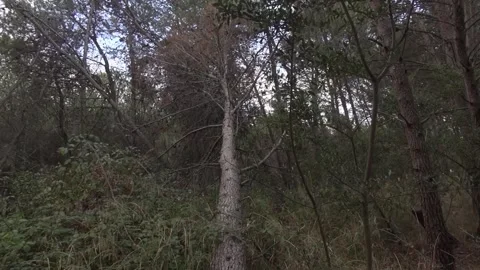 Pine tree fallen dead hole dirt roots wind forest nature countryside Stock Footage 333183463