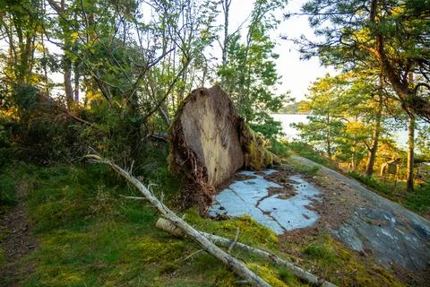 Pine tree fallen sideways on bare rock in Finland, revealing its shallow root Stock Photos