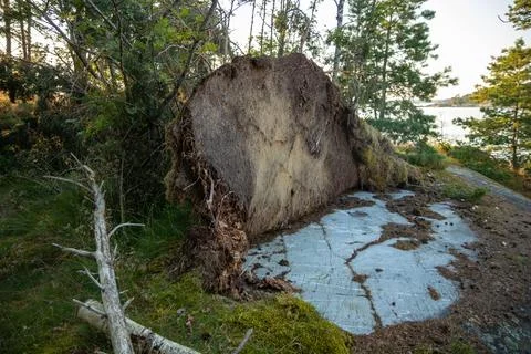 Pine tree fallen sideways on bare rock in Finland, revealing its shallow root 스톡 사진