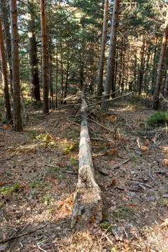 Pine tree fallen by the wind in the middle of a pine forest Stock Photos
