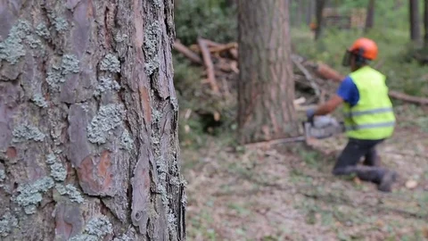 A pine tree falls after being cut. A lumberjack cuts pine wood Stock Footage 82470631