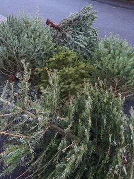 Pine tree fell on the pavement. The concept of destruction of nature. Foto stock