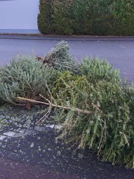 Pine tree fell on the pavement. The concept of destruction of nature. Stock Photos