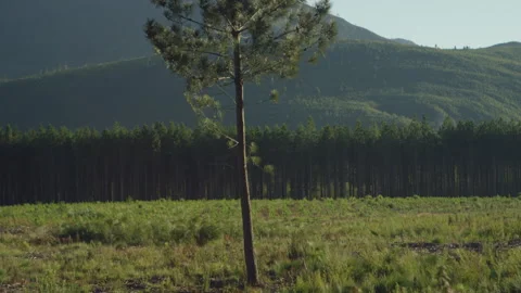 Pine Tree Field and Grass Stock Footage 278797667