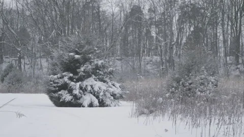 Pine tree in a field covered in snow Vídeos de archivo 302310808