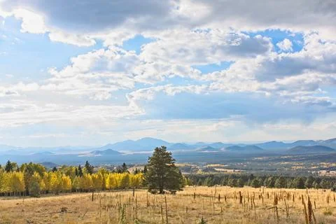 Pine tree in a field surrounded by a pine and aspen forest. Stock Photos