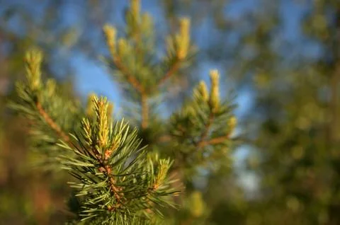 Pine tree in the Finnish forest Stock Photos