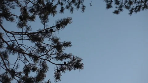 Pine tree, fir tree against blue sky and white clouds Stock Footage 85634026