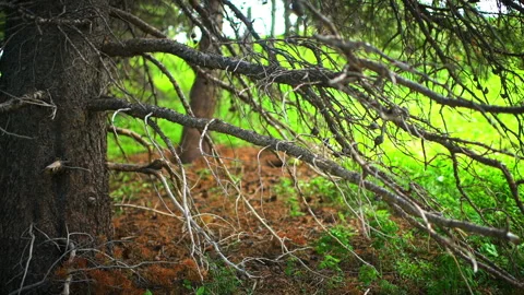 Pine tree fir trunk, branches in summer at Top of Vail Tour Colorado Stock Footage 247207025