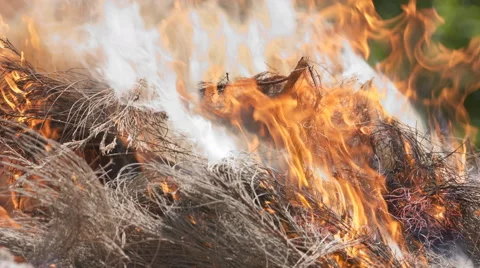 Pine tree fire slow motion Stock Footage 56966242