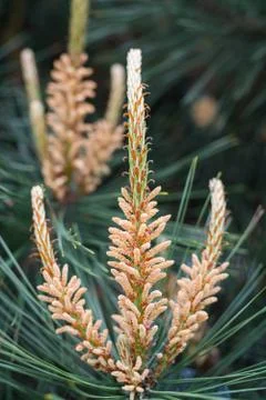 Pine tree flower during spring. Close Up selective focus. Stock Photos