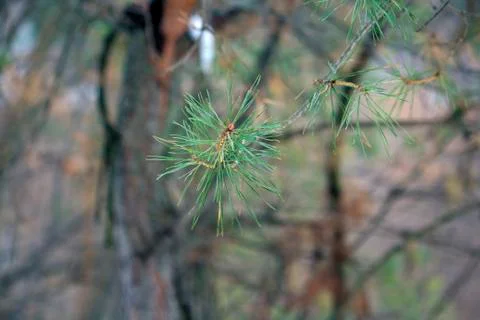 Pine tree like flower in the forest Fotos Stock