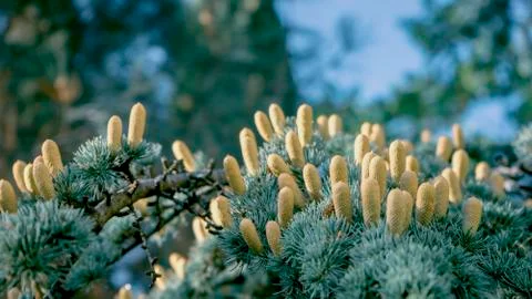 Pine tree flowers. Pine young one selective focus, nature background. Stock Photos