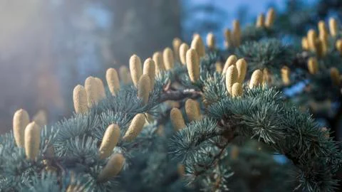Pine tree flowers. Pine young one selective focus, nature background with def Stock Photos