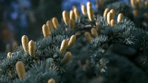 Pine tree flowers. Pine young one selective focus, nature background. Stock Photos