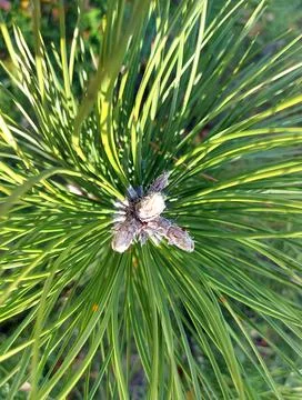 Pine tree fluffy branch close up top view. Needle-leaved coniferous tree Stock Photos