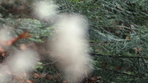 Pine Tree to Fluffy Flower Rack Focus pull Close Up. Autumn. Stock Footage 120689288