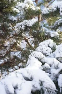 Pine tree in fluffy snow, closeup branches. Winter garden. Stock Photos