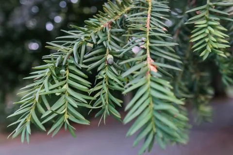 Pine tree foliage and fruit close up Stock Photos