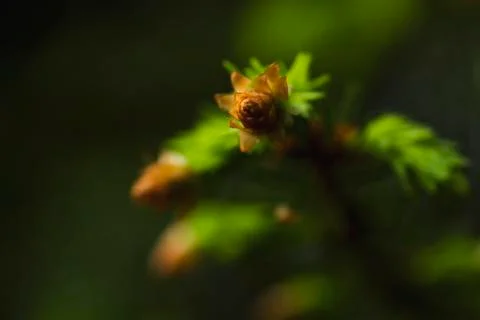 Pine tree foliage growing in spring close up Stock Photos