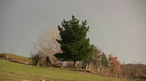 Pine Tree Stock Footage 329612