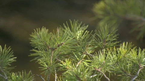 Pine tree Stock Footage