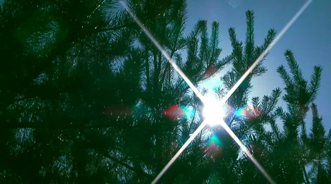 Pine-tree. Stock Footage 714022
