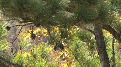 Pine Tree Video stock 912613