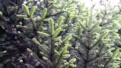 Pine tree Video stock 8509463