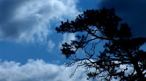 Pine tree Stock Footage 8962263