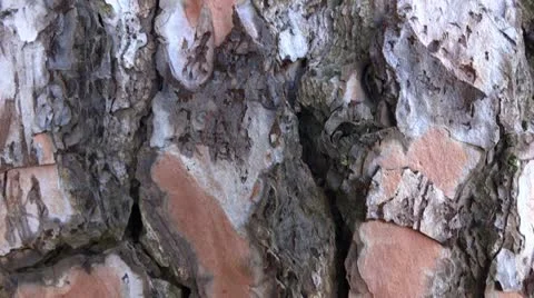 Pine tree Stock Footage 12293204