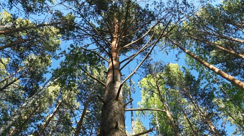 Pine Tree Video stock 39828518