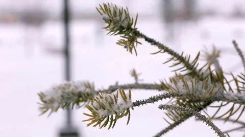 Pine Tree 스톡 동영상 45592416