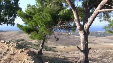 Pine tree Stock Footage 46089091