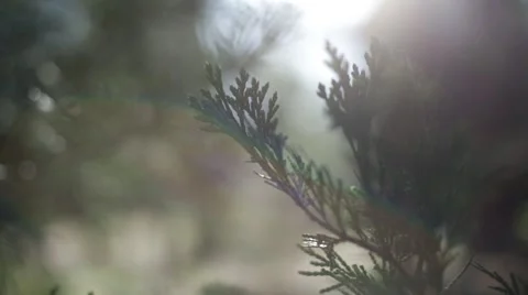 Pine tree Stock Footage 50803063