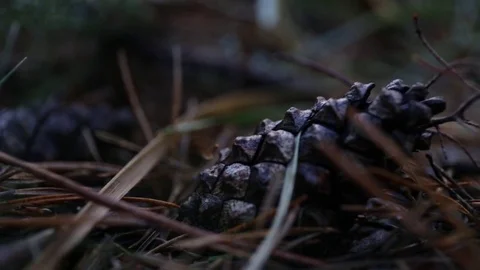 Pine tree Stock Footage 78746576